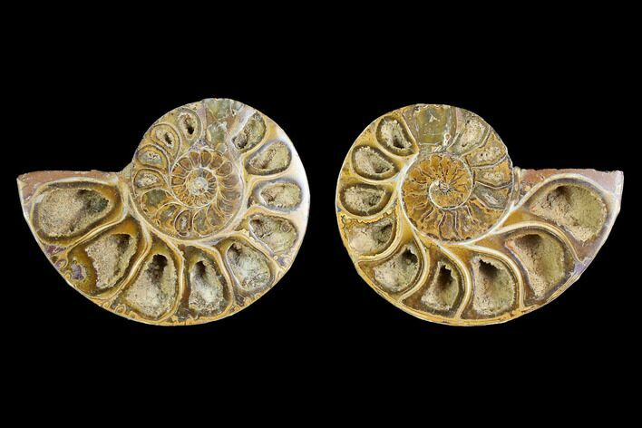 Cut & Polished Agatized Ammonite Fossil- Jurassic #131661